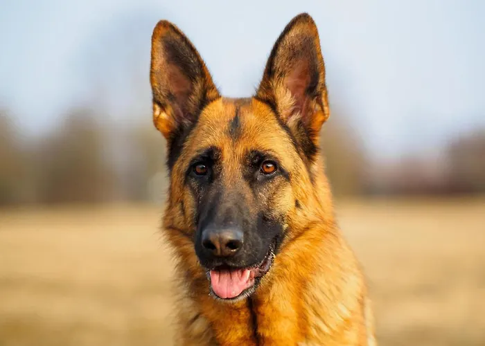 Villa In Villamuriel With Pool And Barbecue *